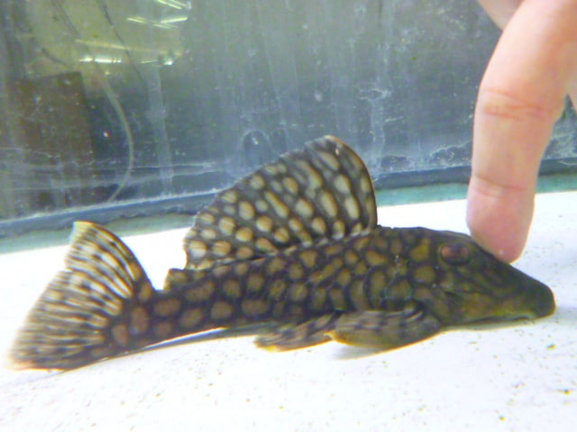 ホオミドリウロコインコ