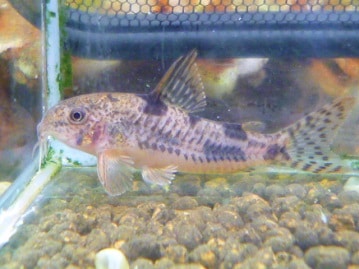 アキクサインコ（秋草インコ）