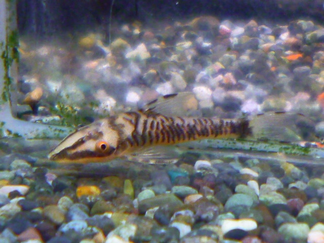 ホオミドリウロコインコ