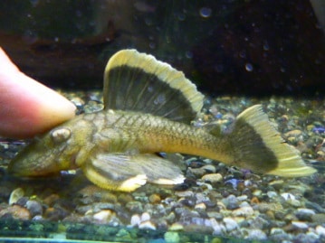 アキクサインコ（秋草インコ）