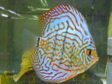 ライオンロップイヤー