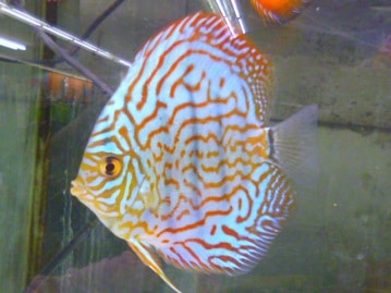 ホオミドリウロコインコ