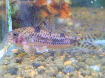 ライオンロップイヤー