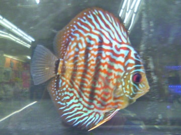 ホオミドリウロコインコ