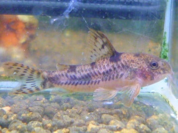 ライオンロップイヤー