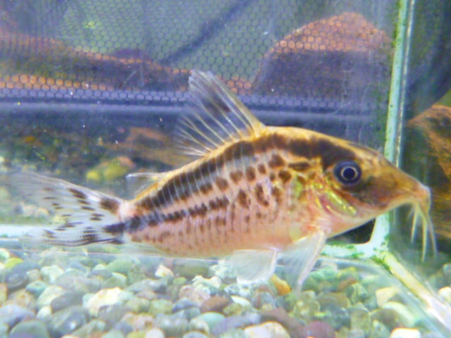 ホオミドリウロコインコ