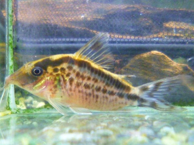 ホオミドリウロコインコ