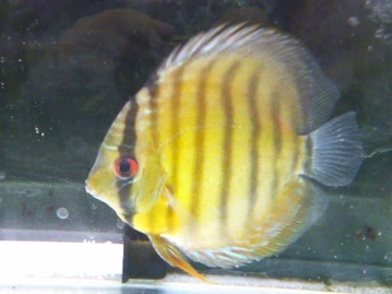 サザナミインコ