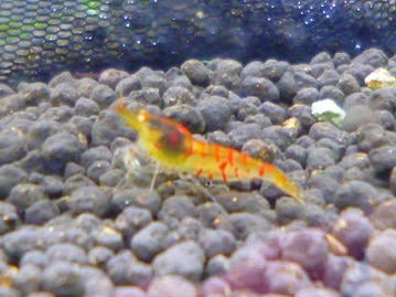 サザナミインコ