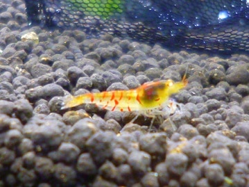 サザナミインコ