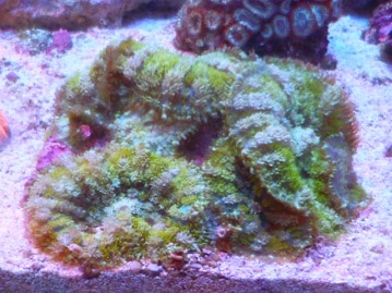 サザナミインコ