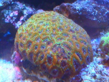 ライオンラビット