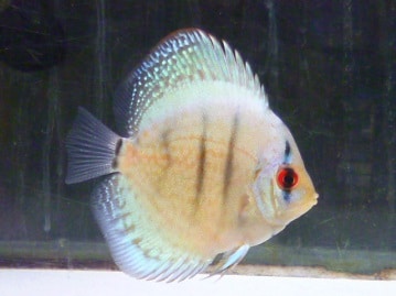 ライオンラビット