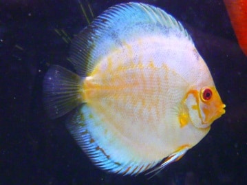 ジャンボセキセイインコ