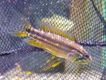 ジャンボセキセイインコ