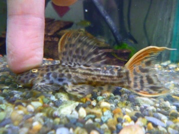 ジャンボセキセイインコ