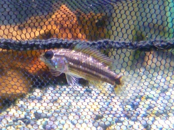 マメルリハ　コバルトパイド　２０２０年１月１７日撮影