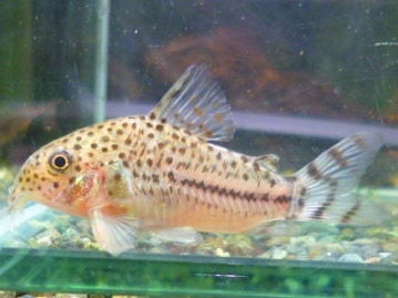 ジャンボセキセイインコ