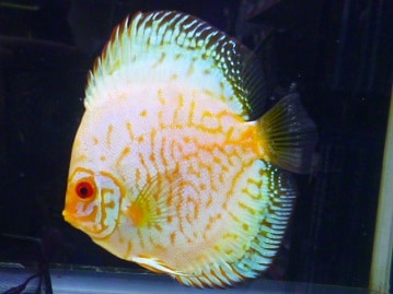 ハリネズミ（ヨツユビハリネズミ）