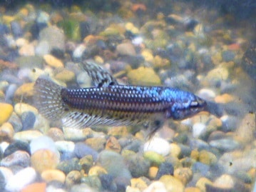 ハリネズミ（ヨツユビハリネズミ）