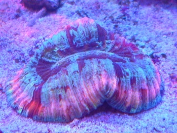 ハリネズミ（ヨツユビハリネズミ）