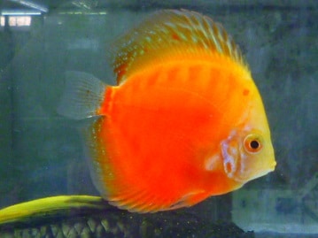 ハリネズミ（ヨツユビハリネズミ）