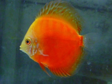 ハリネズミ（ヨツユビハリネズミ）