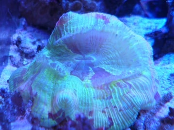 手乗りシルバー文鳥　　２月２７日