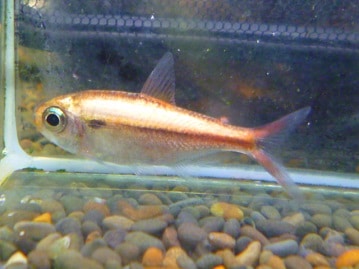 サザナミインコ