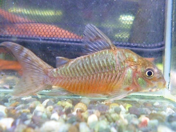 サザナミインコ