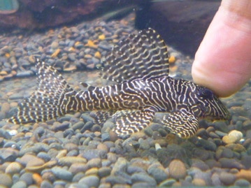 サザナミインコ