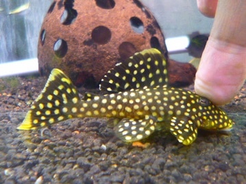 サザナミインコ