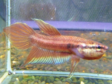 アキクサインコ（秋草インコ）