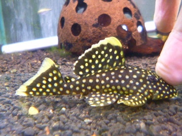 アキクサインコ（秋草インコ）