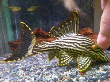 ヤマブキボタンインコ