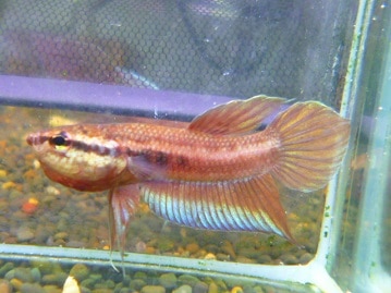 フクロモモンガ