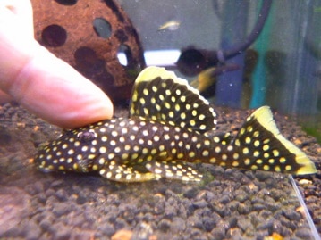 ヤマブキボタンインコ