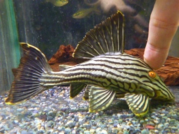 ヤマブキボタンインコ