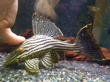 アキクサインコ（秋草インコ）