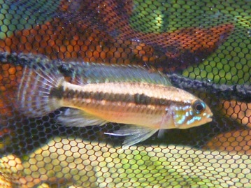 フクロモモンガ