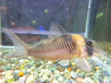 フクロモモンガ