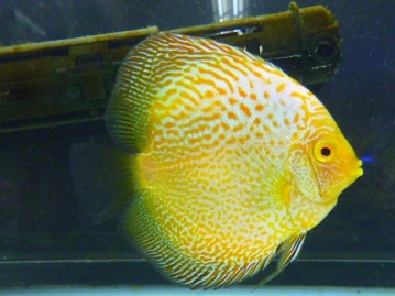 フクロモモンガ