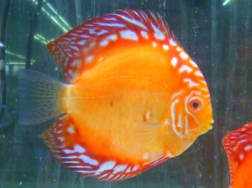 スコティッシュフォールド