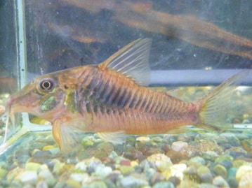 サザナミインコ