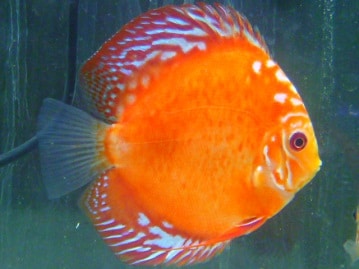 サザナミインコ