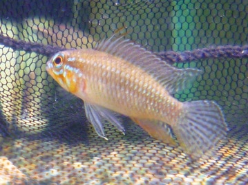 サザナミインコ