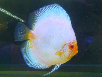 幸薄そうなんて言わないで!!（笑）かわゆいダックス入舎だよ～