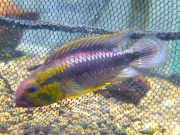 3/15 これからは立ち耳がスタンダード！　スコティッシュフォールド入舎！