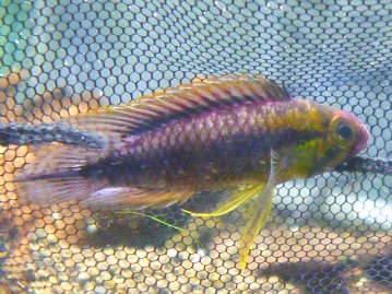 スコティッシュフォールド