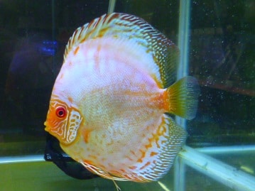 ミニチュアダックス